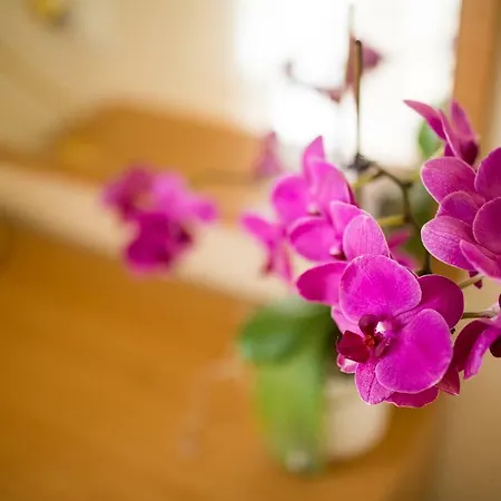 Majda Appartement